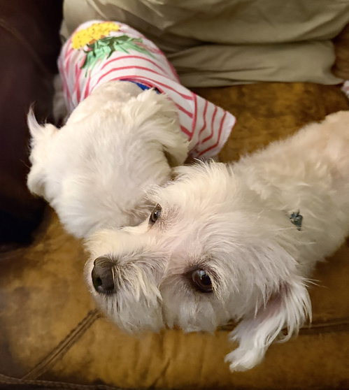 Little Luna photo 5