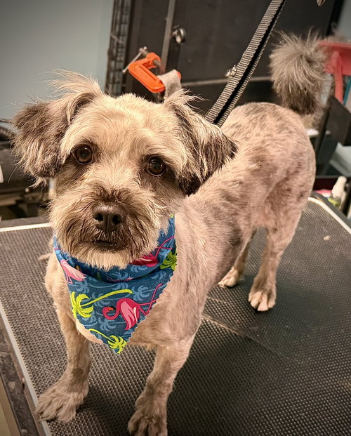 Osita, an adoptable Shih Tzu in Holly Springs, NC
