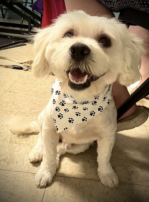 Chiquito, an adoptable Shih Tzu in Holly Springs, NC