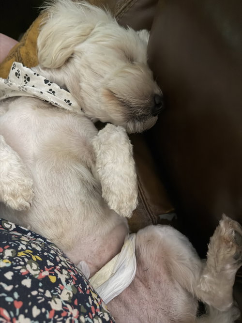 Chiquito photo 4