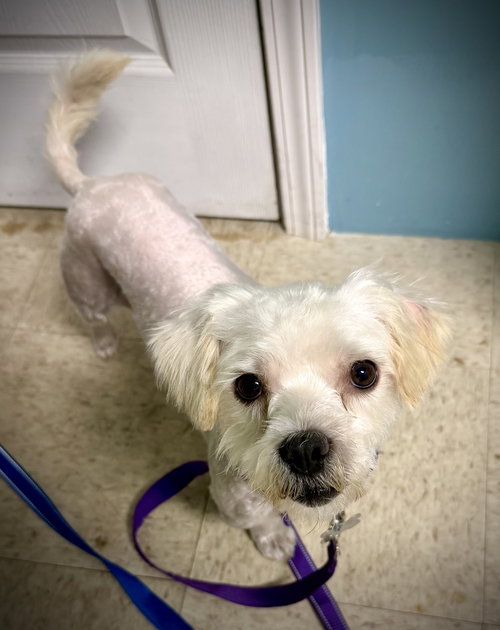 Juanito, an adoptable Shih Tzu in Holly Springs, NC