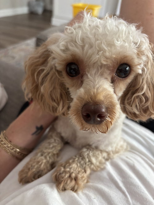 Teddy