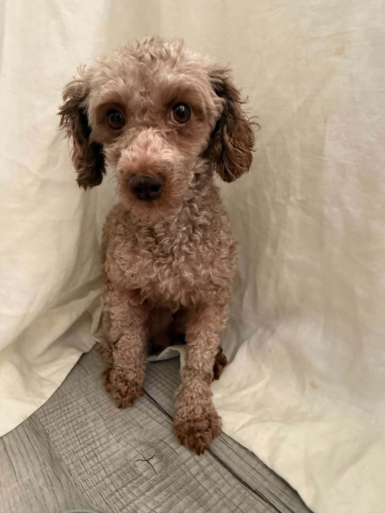 Tips - Poodle (Miniature)