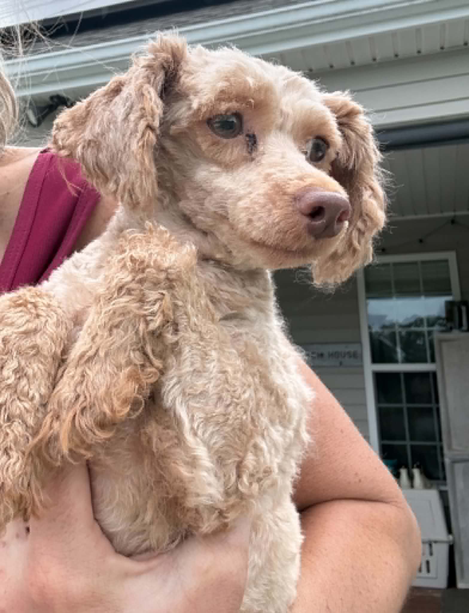 Gg - Poodle (Miniature)