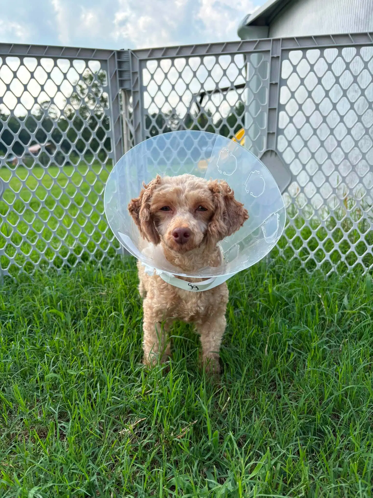 Gg - Poodle (Miniature)