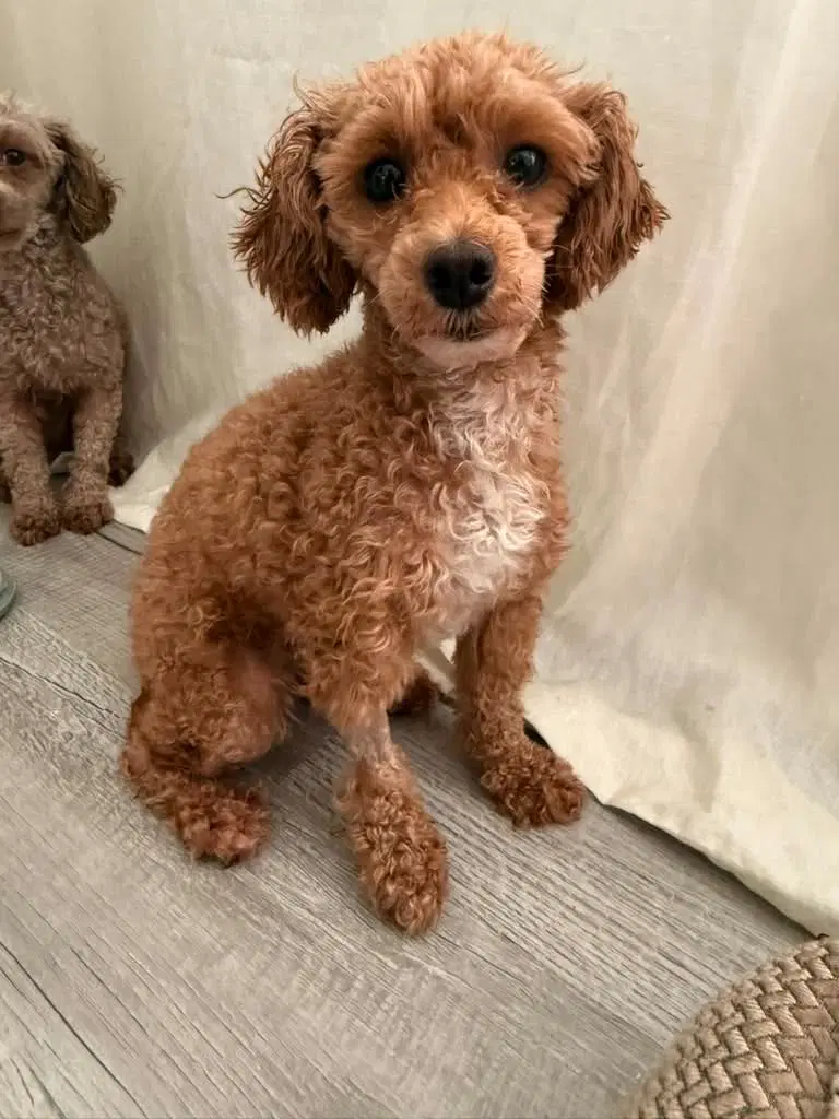 Flame - Poodle (Miniature)