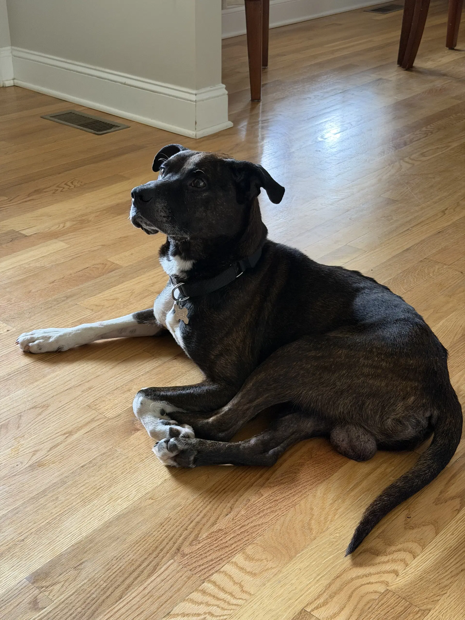 Dexter - American Staffordshire Terrier