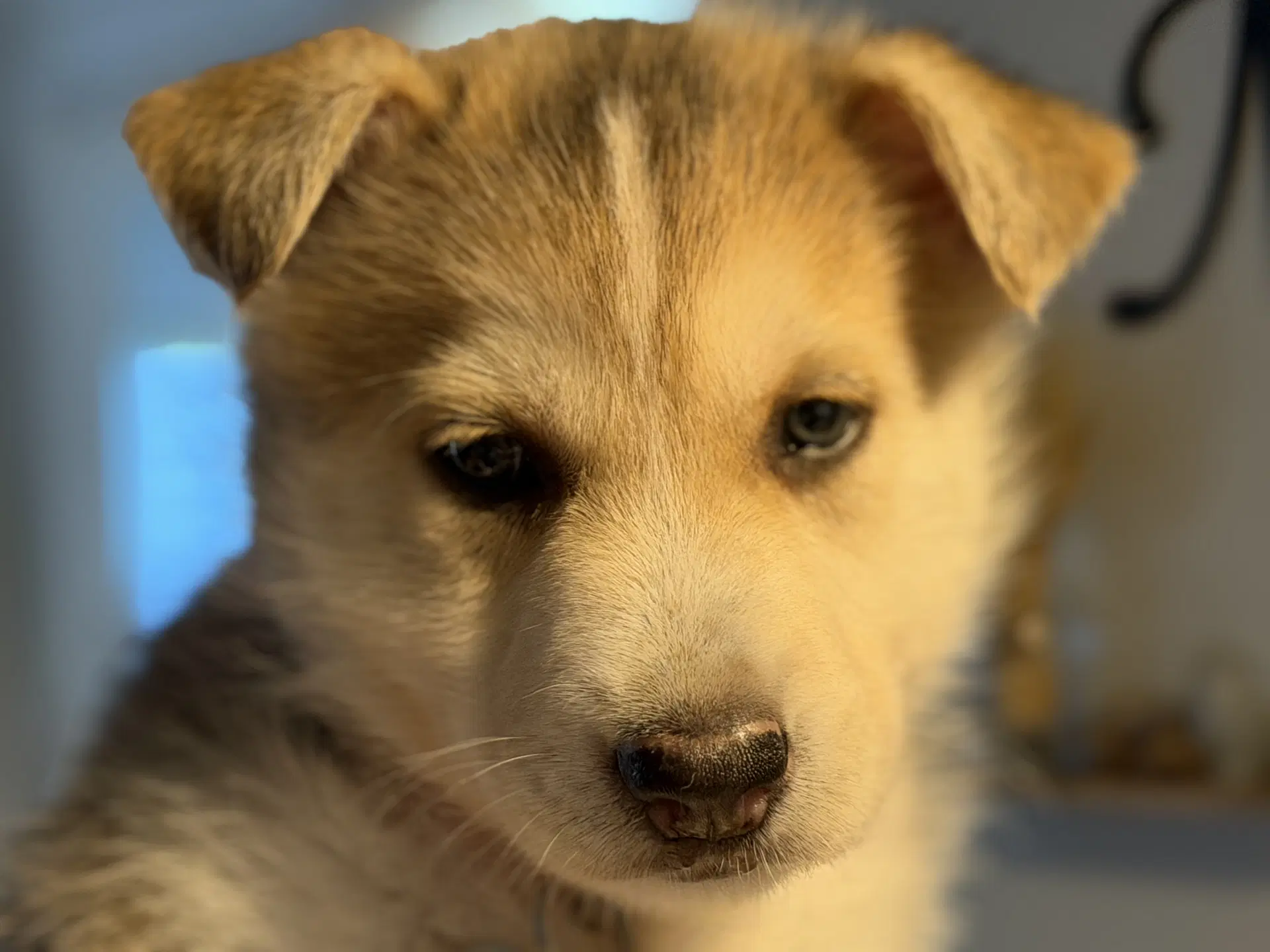Loki Venus Litter - Husky