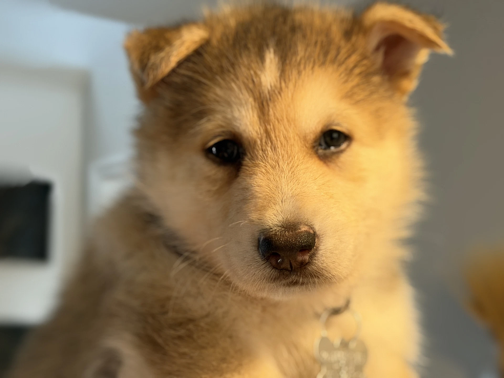 Koda Venus Litter
