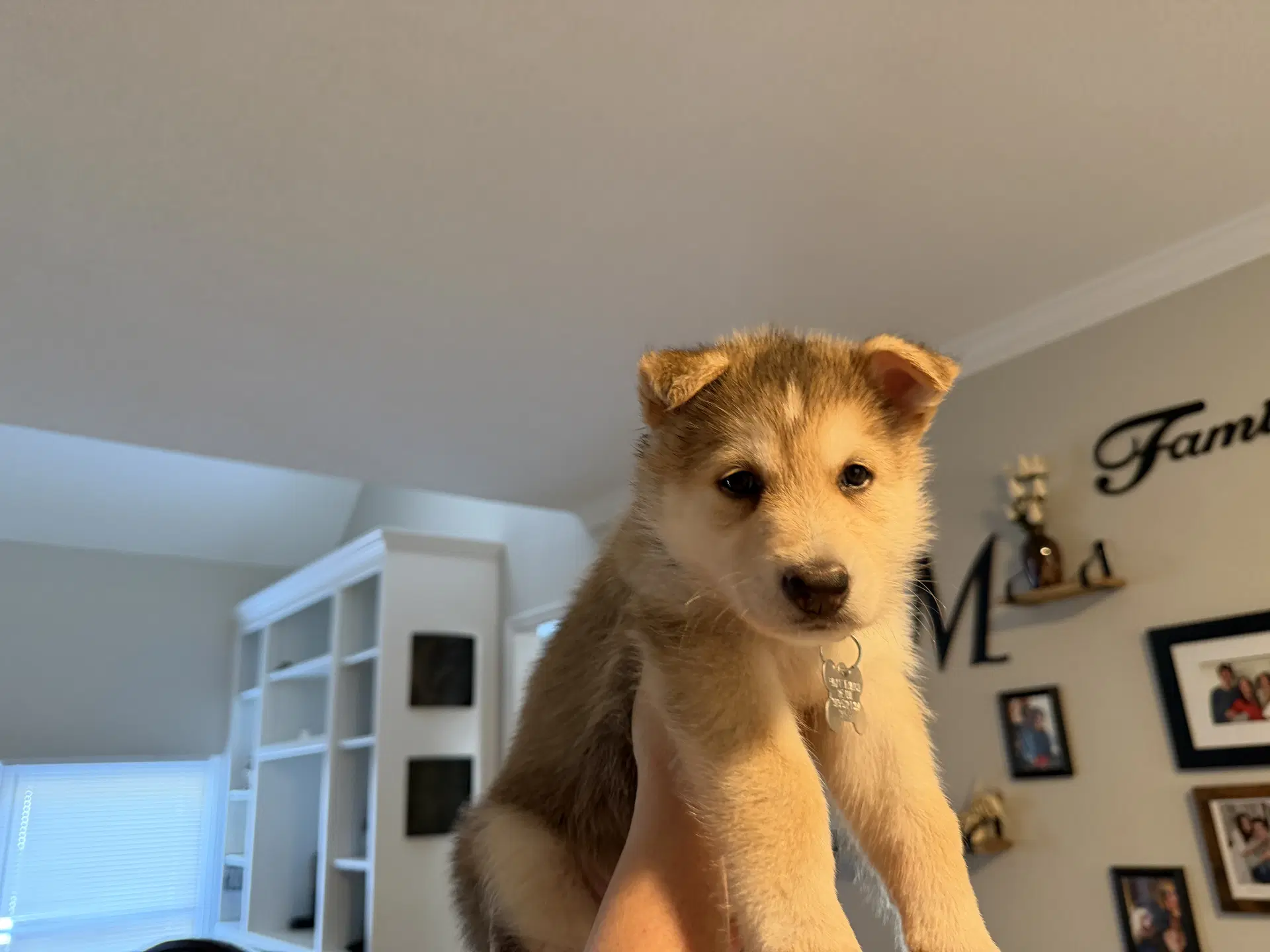 Koda Venus Litter image 2