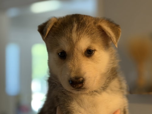 Kai