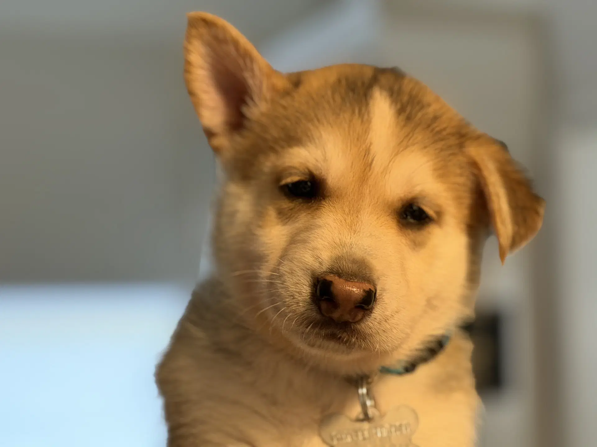 Togo Venus Litter - Husky