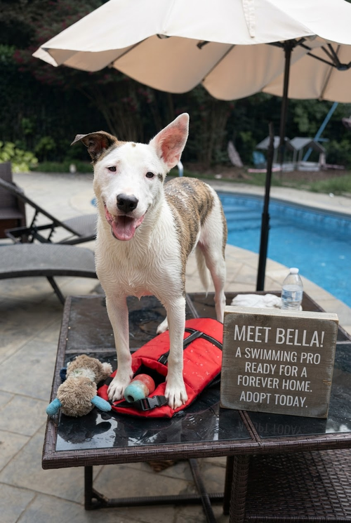 Bella B