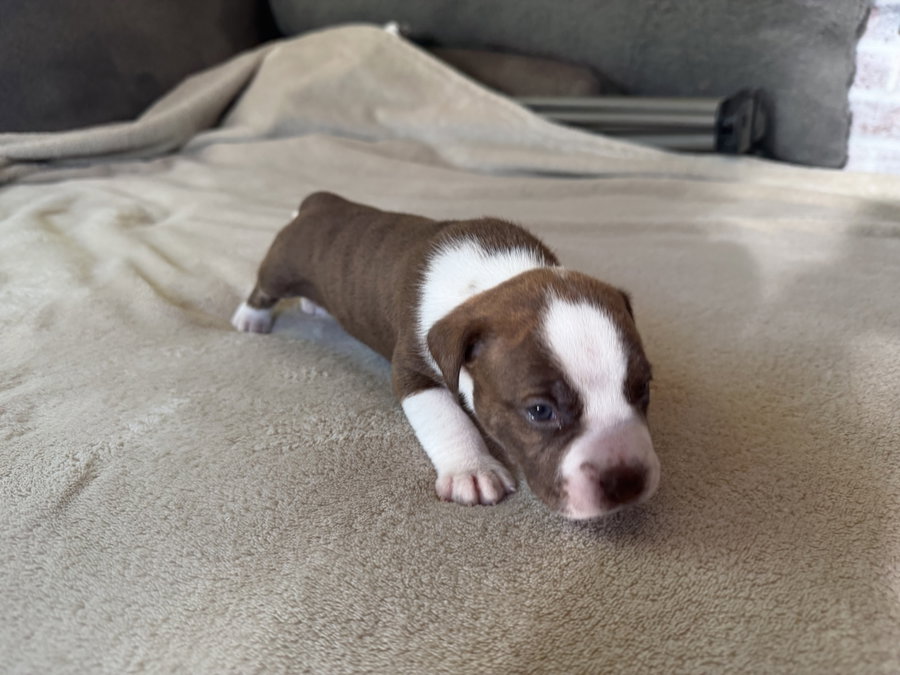 Tater- Brynns litter