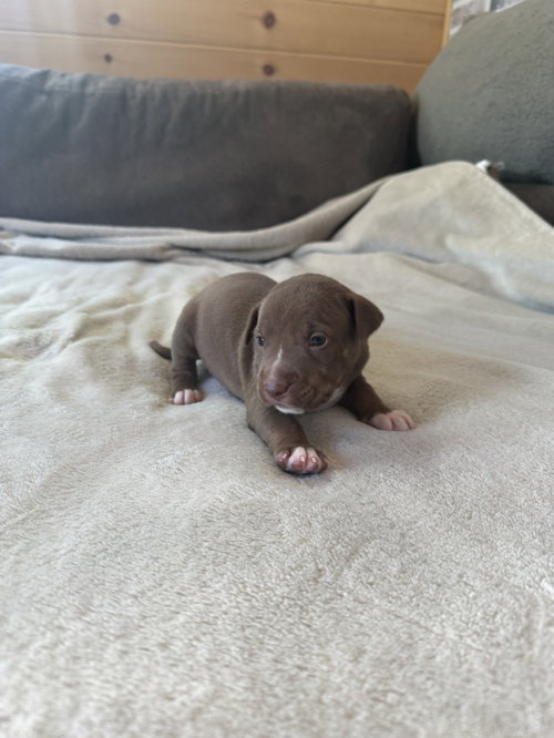 Spud- Brynns Litter