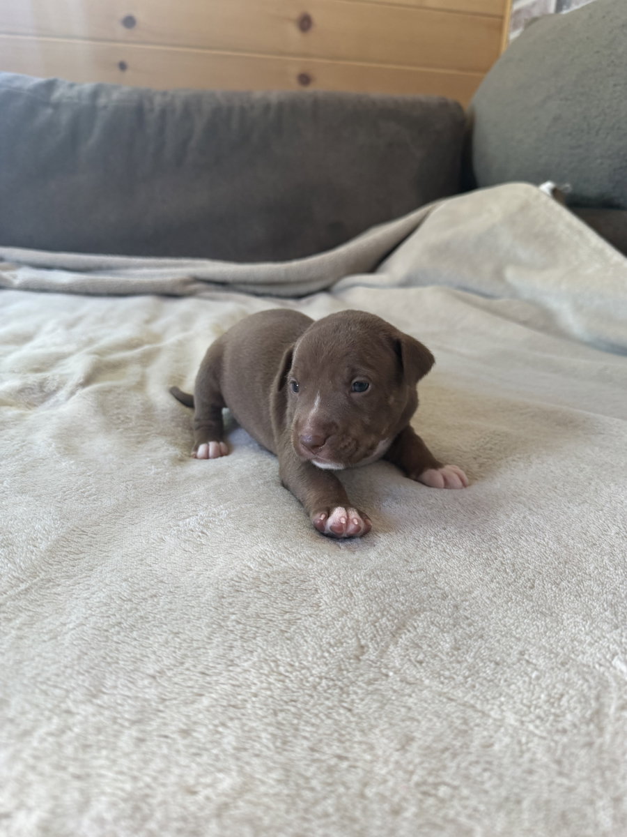 Spud- Brynns litter