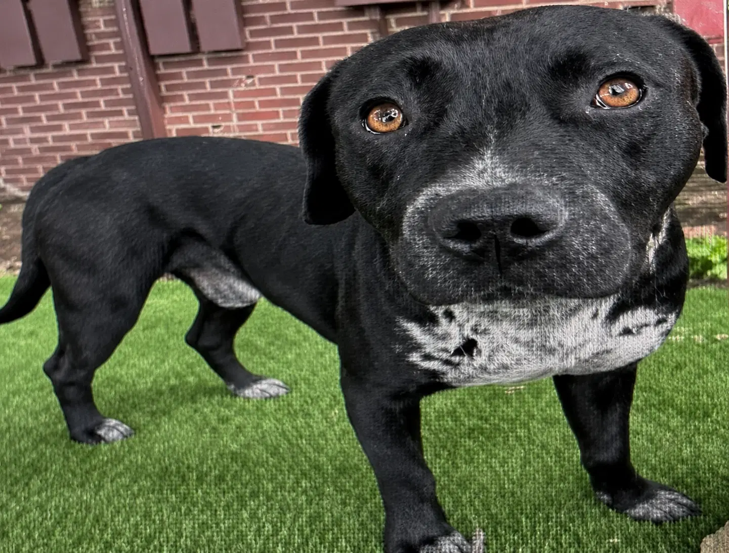 Rex - Labrador Retriever