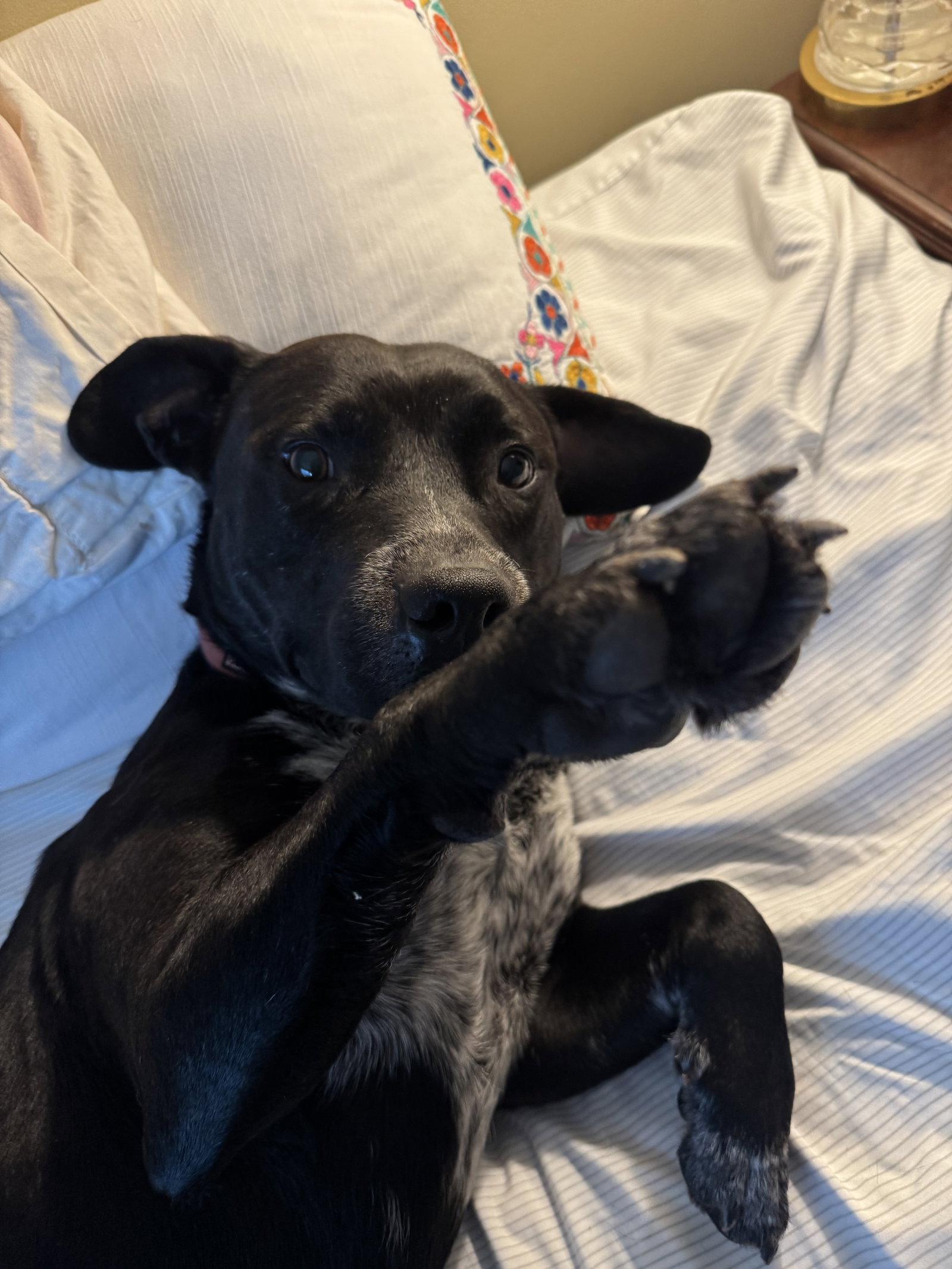 Rex, photo 10