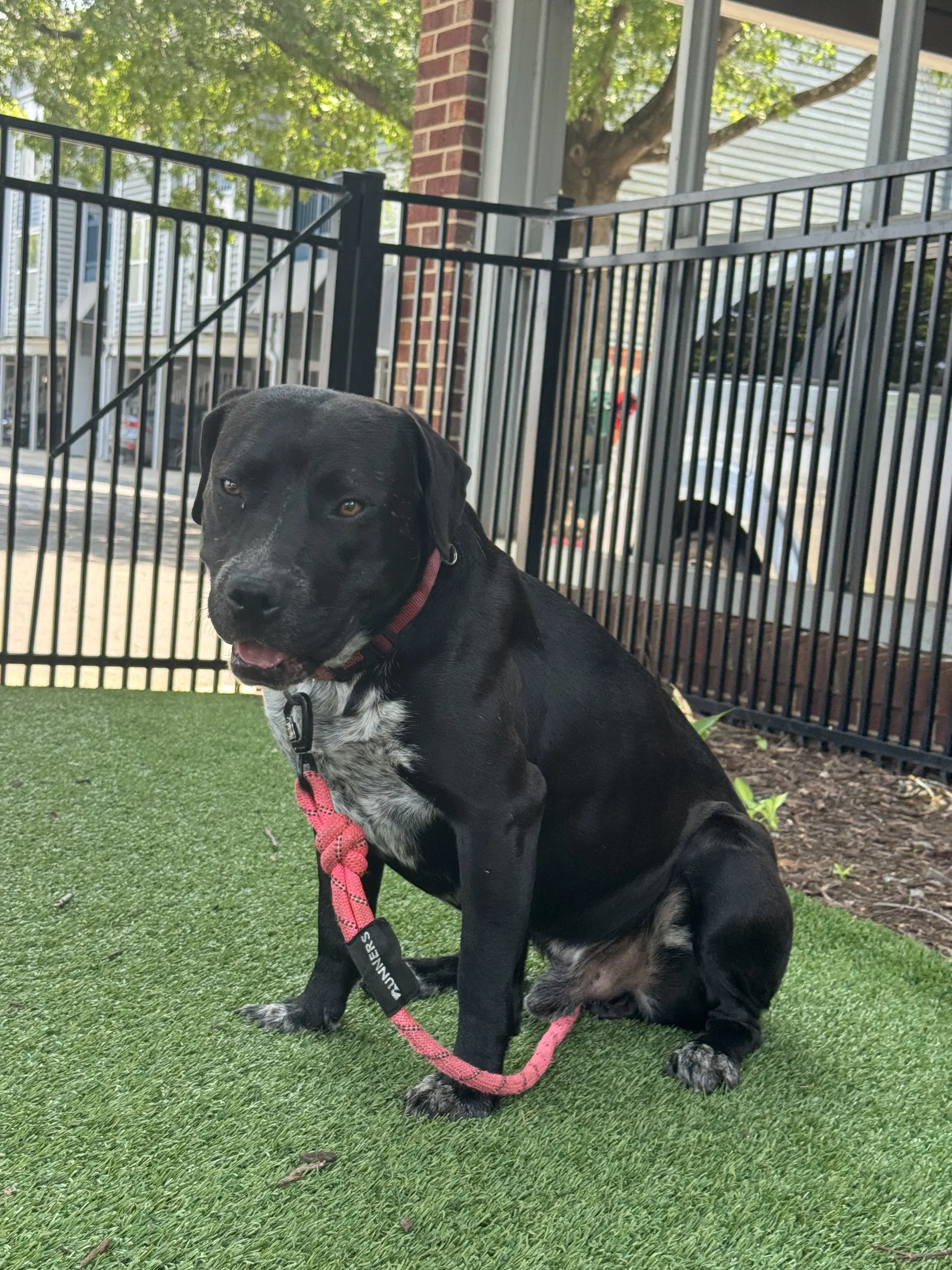 Rex - Labrador Retriever