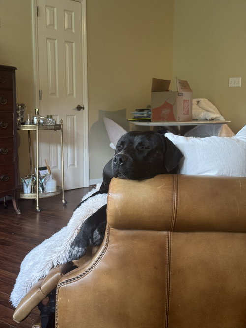 Rex photo 12
