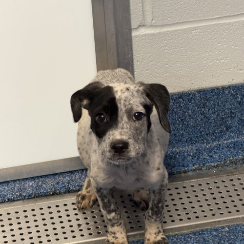 Morel (Woods Litter), an adoptable German Shorthaired Pointer in Holly Springs, NC