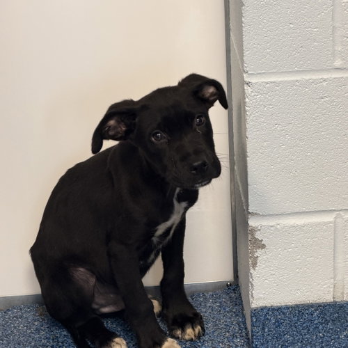 Shiitake (Woods Litter), an adoptable German Shorthaired Pointer in Holly Springs, NC