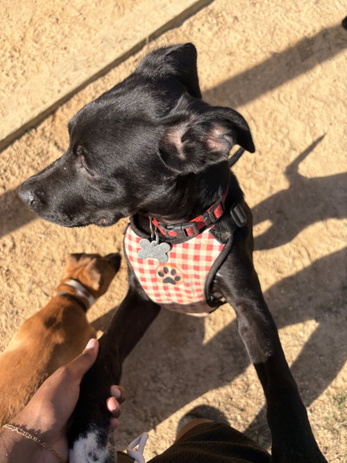 picture of the dog needing adoption