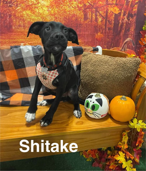 Shiitake (Woods Litter), a dog for adoption from Pawfect Match Rescue