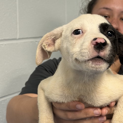 Portobella (Woods Litter), an adoptable German Shorthaired Pointer in Holly Springs, NC