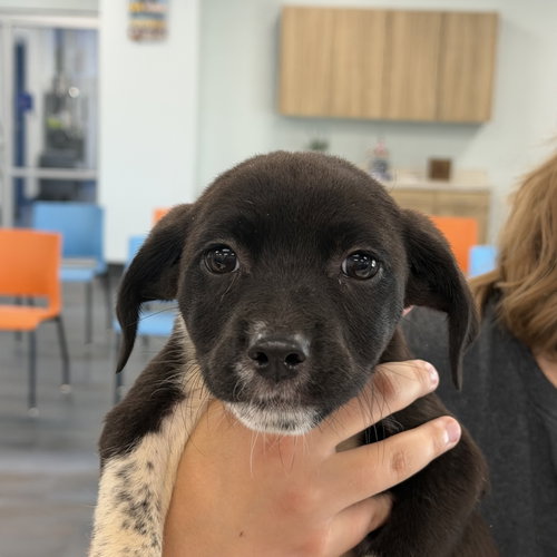 Enoki (Woods Litter), an adoptable German Shorthaired Pointer in Holly Springs, NC