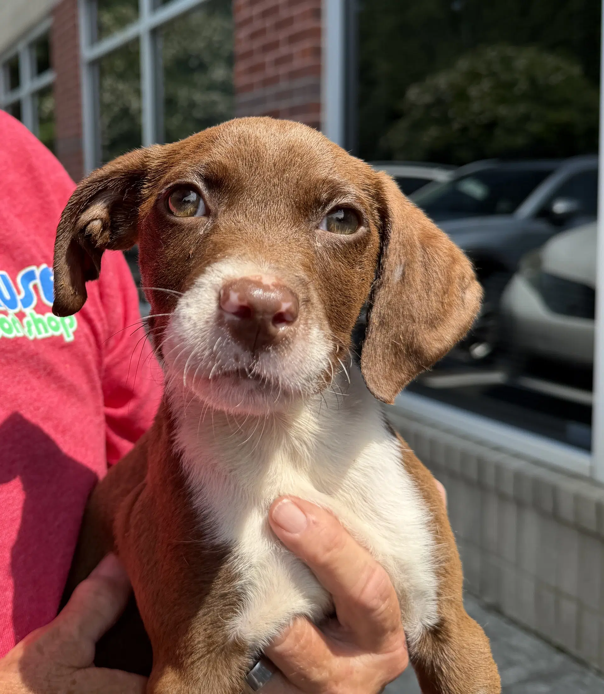 Porchini Woods Litter - German Shorthaired Pointer