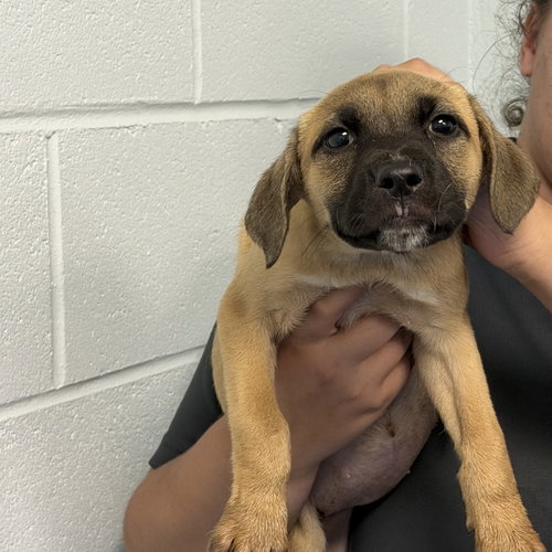 Chanterelle (Woods Litter), an adoptable German Shorthaired Pointer in Holly Springs, NC