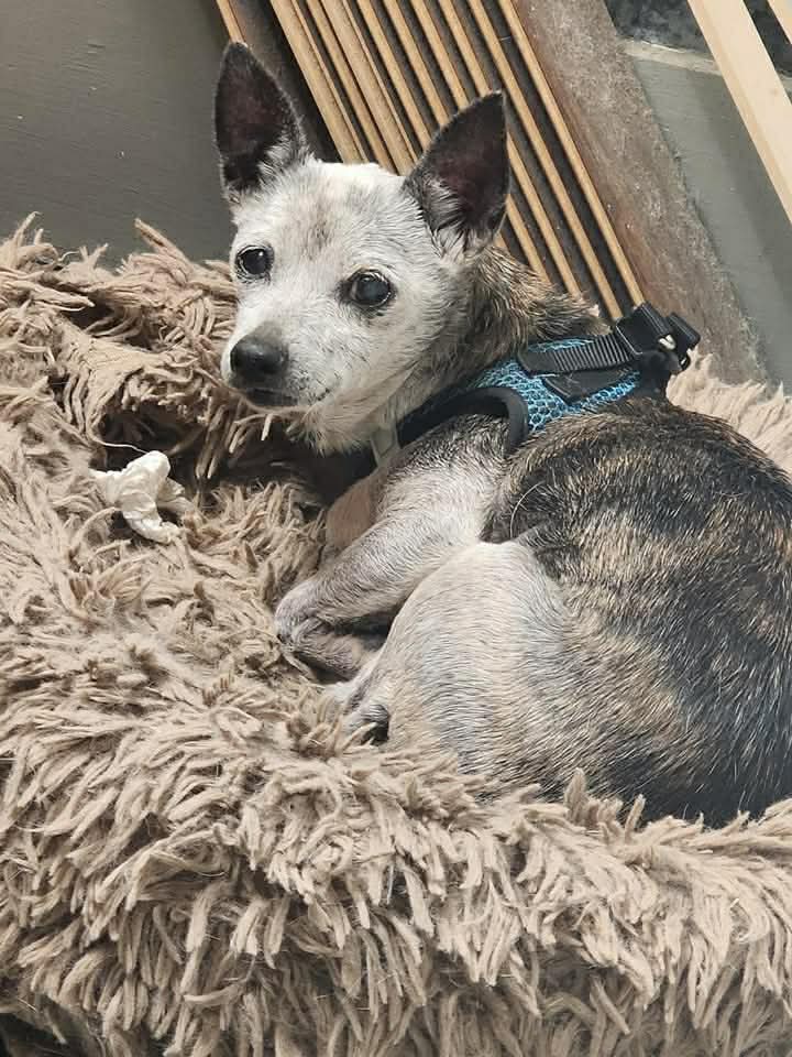 Taima - Rat Terrier