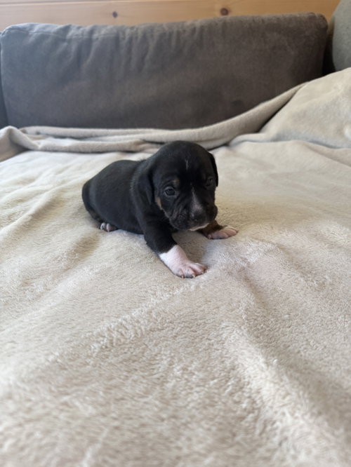 Dottie
