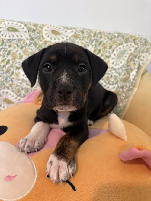 picture of the dog needing adoption