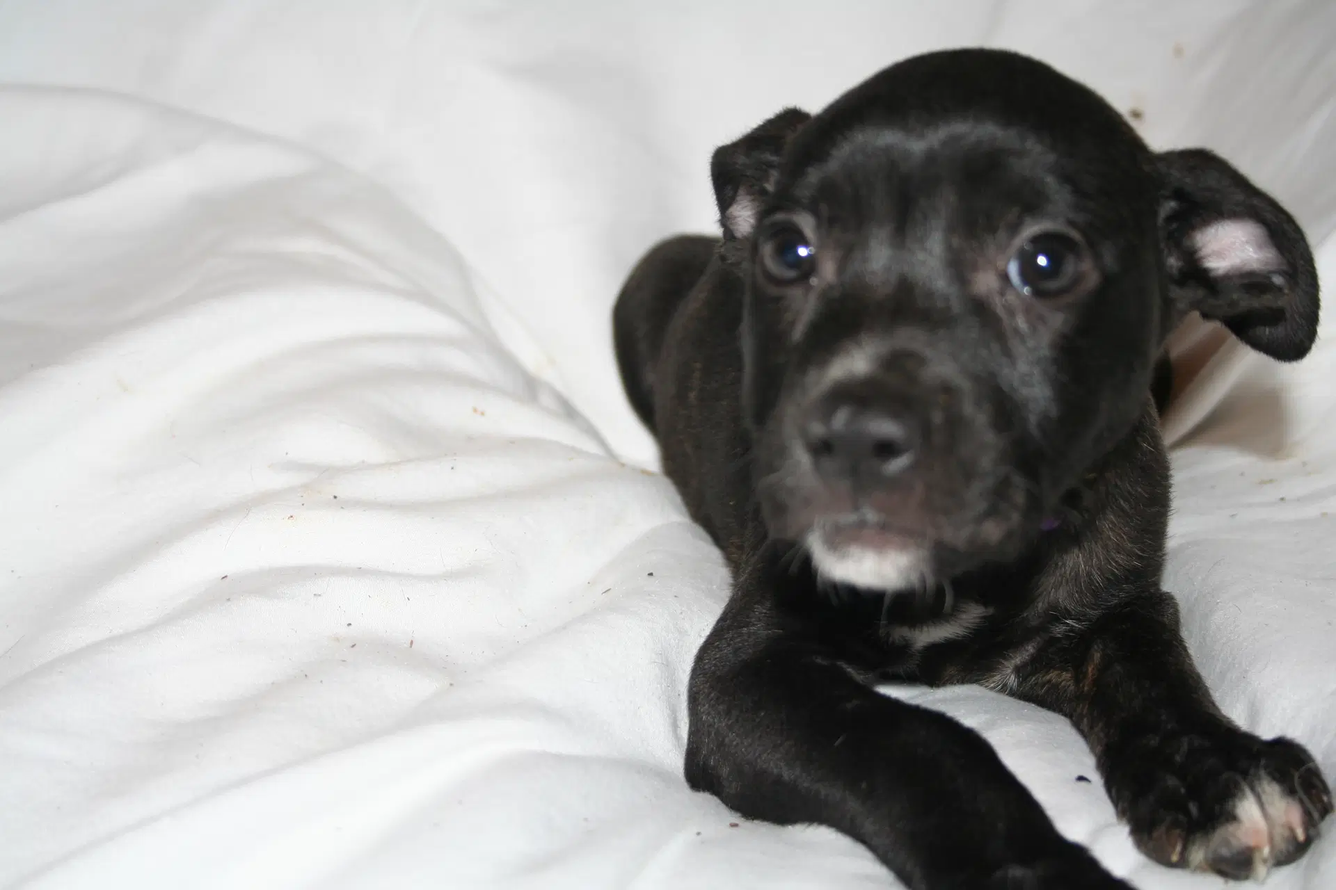 Summer - Brynns Litter image 4