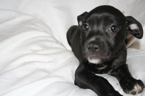 picture of the dog needing adoption