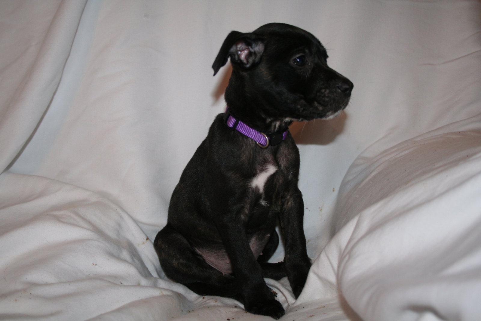Summer - Brynns litter, photo 10