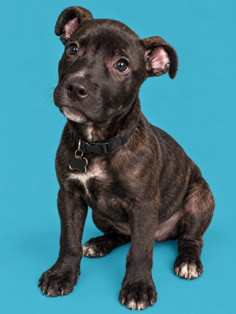 Summer - Brynns litter