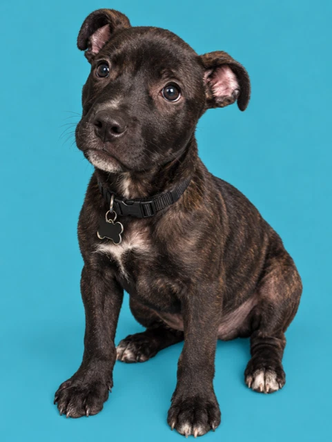 Summer - Brynns Litter