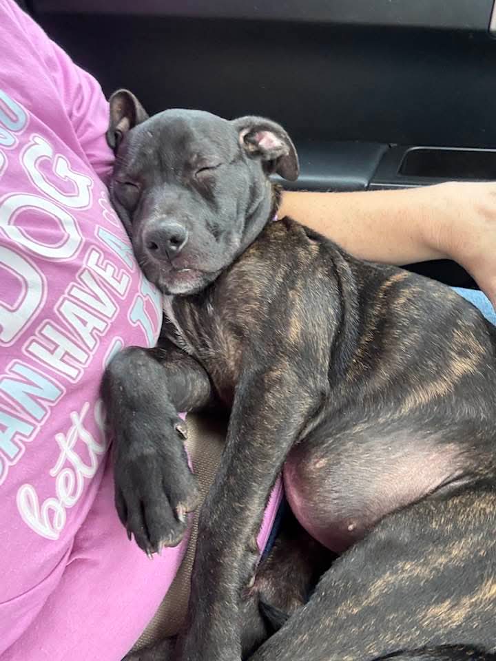 Summer - Brynns litter, photo 2