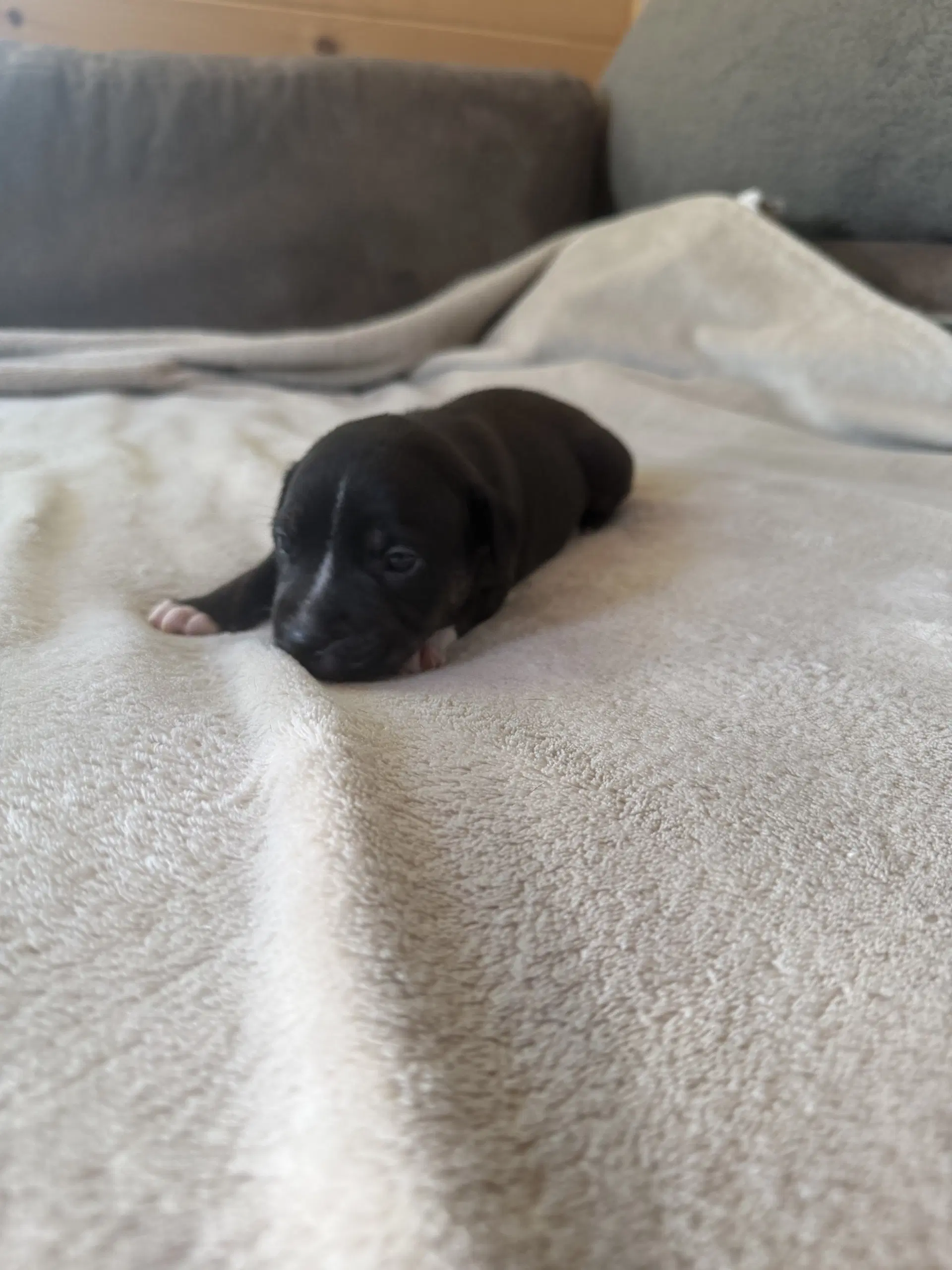 Caroline - Brynns Litter - American Staffordshire Terrier