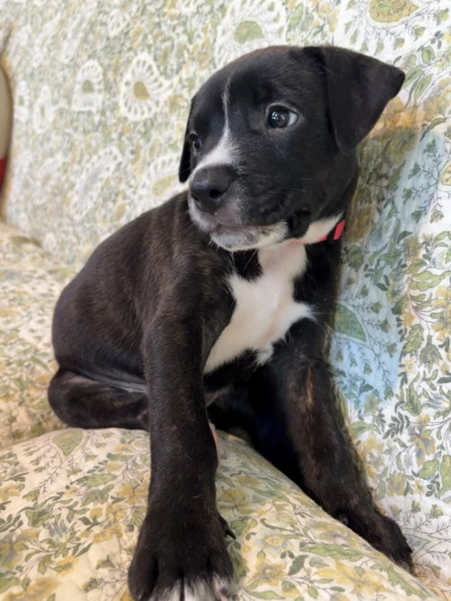 picture of the dog needing adoption