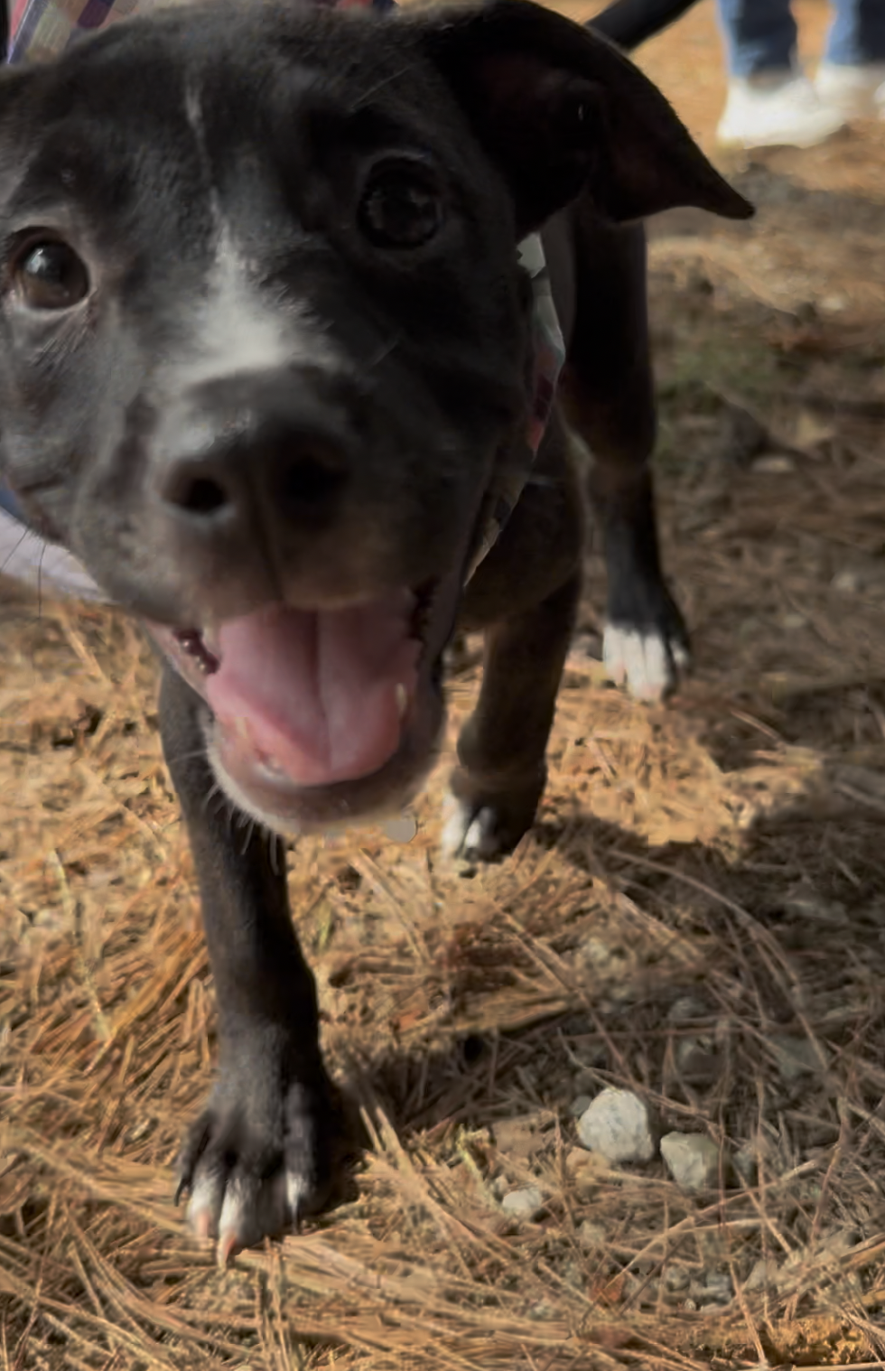 Caroline - Brynns litter, photo 3