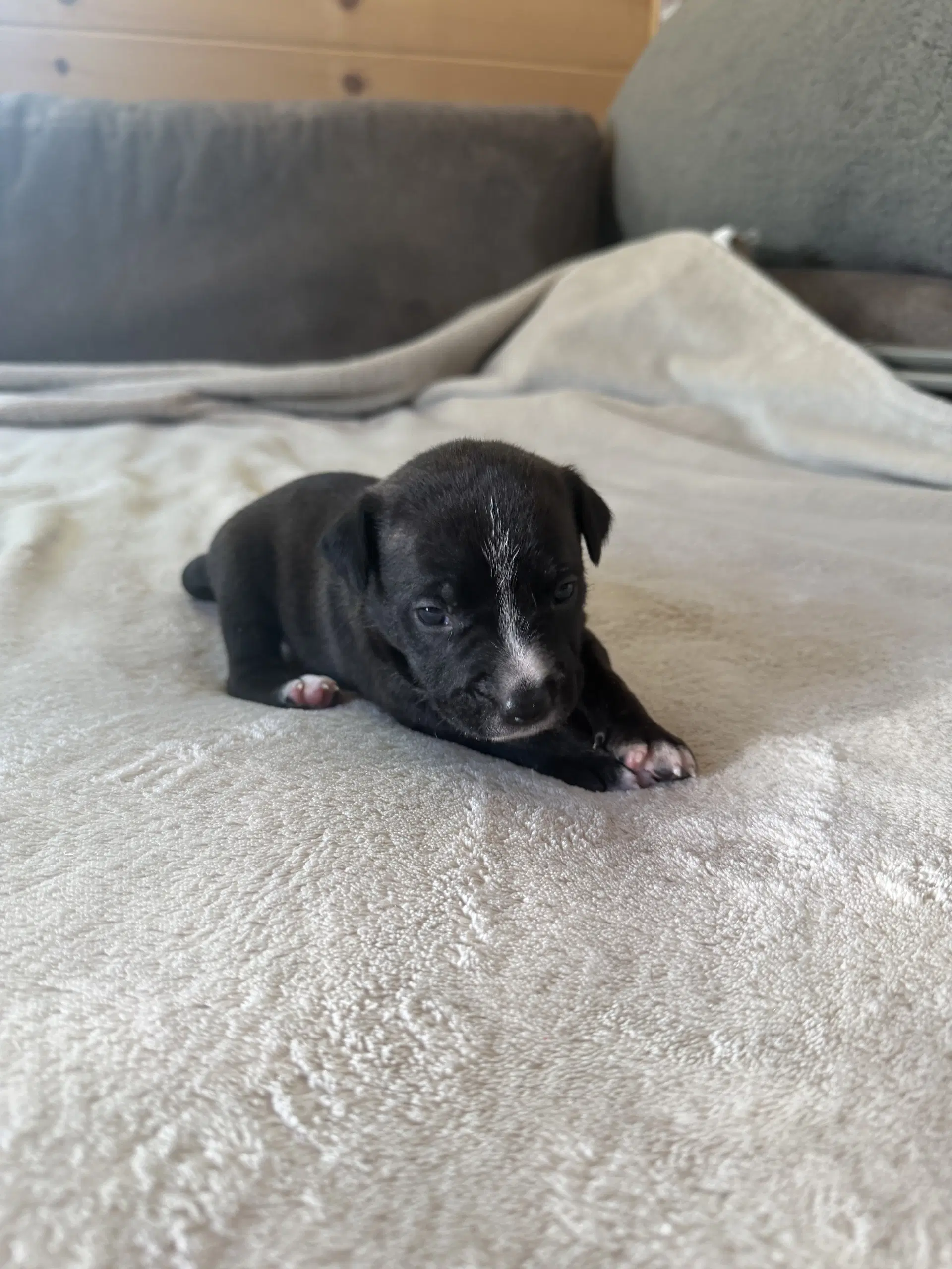 Sierra- Brynns Litter - Staffie