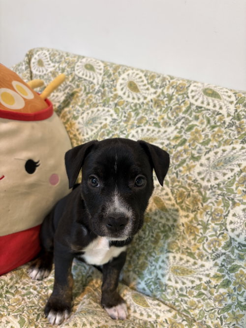 picture of the dog needing adoption