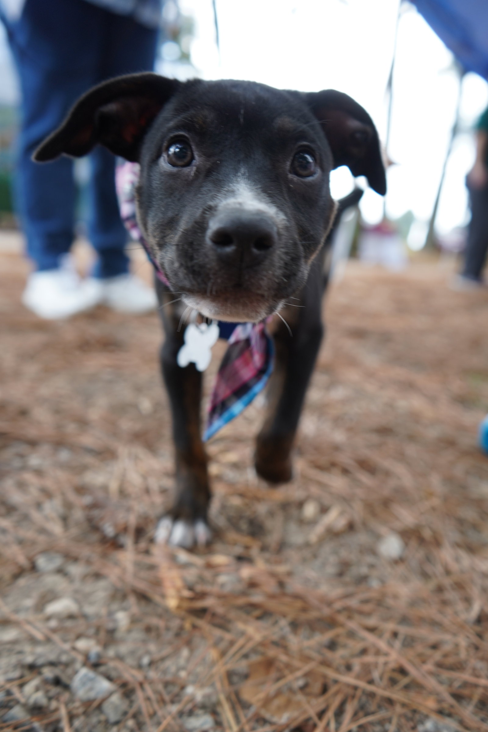 Sierra- Brynns litter, photo 2