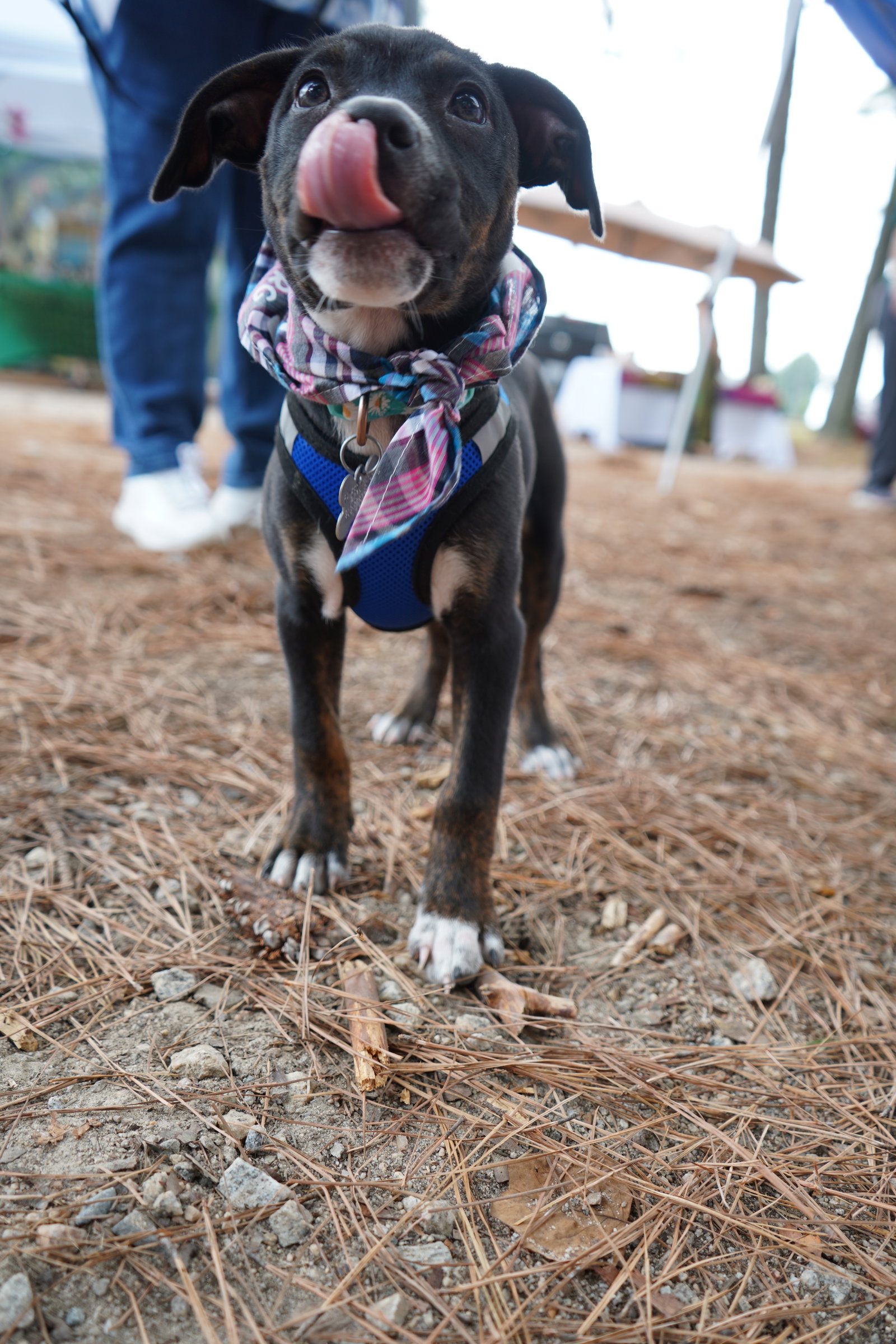Sierra- Brynns litter, photo 3