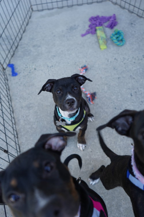 Sierra- Brynns litter, a dog for adoption from Pawfect Match Rescue