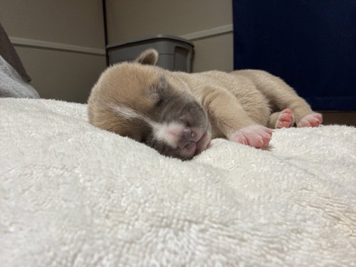 Adner- Nuggets Litter